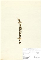 藏品(巒大當藥)的圖片